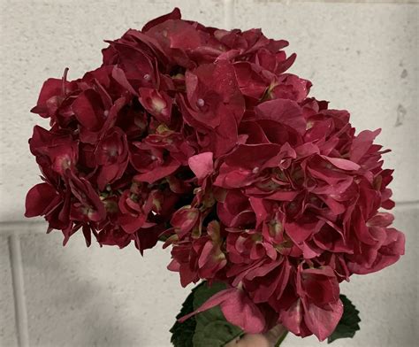 Enhance Your Garden's Beauty with Ruby Red Hydrangea Companion Plants